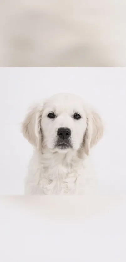 White fluffy puppy on minimalist wallpaper.