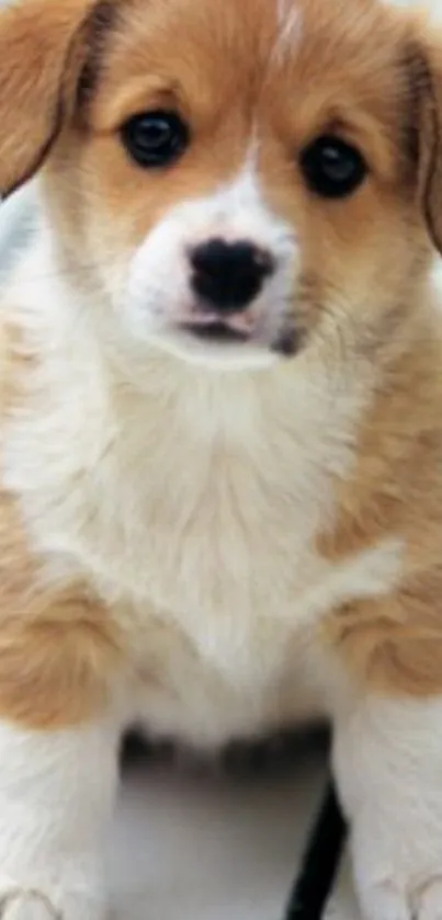 Adorable golden-brown puppy on light background.