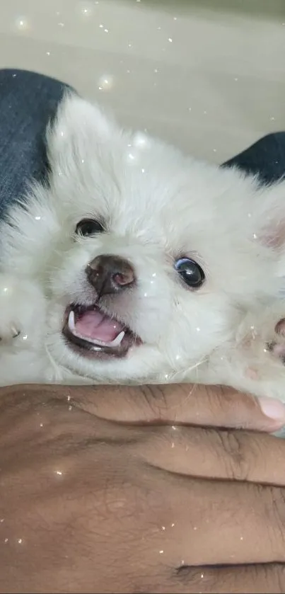 Adorable white puppy with a playful expression on a hand.