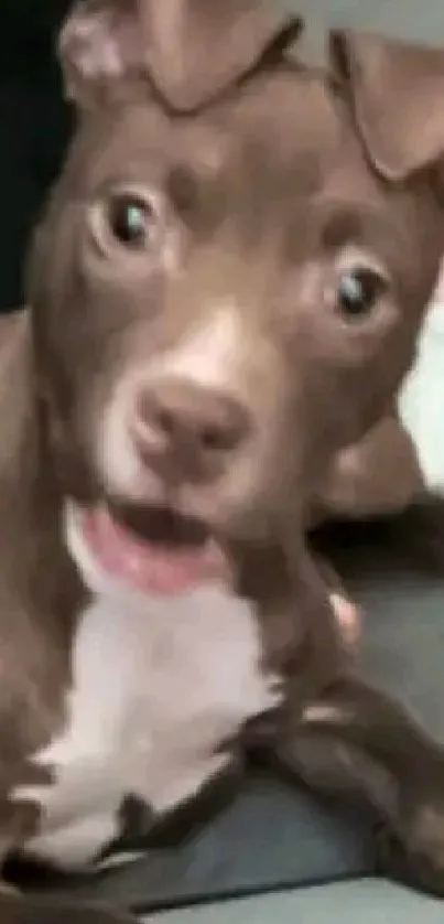 Cute brown puppy with expressive eyes on a cozy blanket.