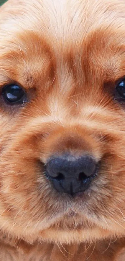 Adorable golden puppy sitting on a soft white surface.