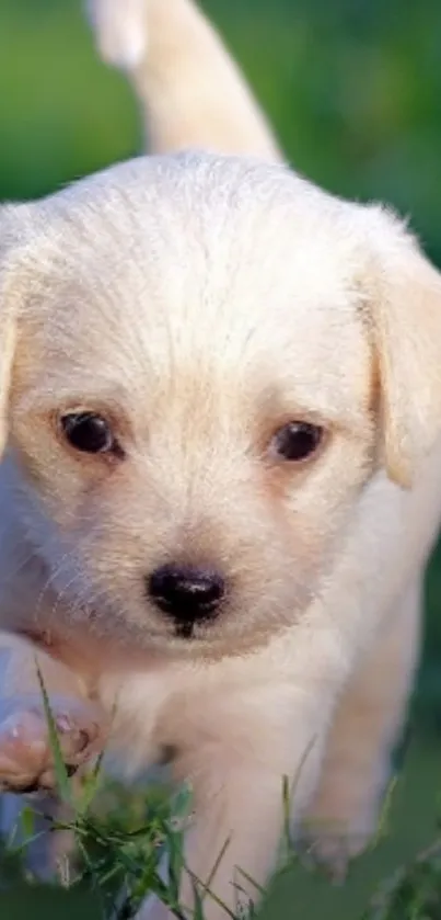 Adorable yellow puppy walking on lush green grass.