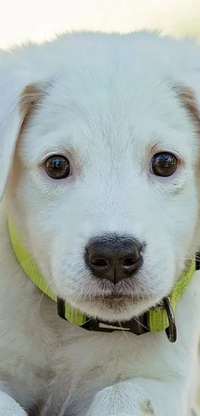 Close-up of a cute white puppy with a vibrant green collar.