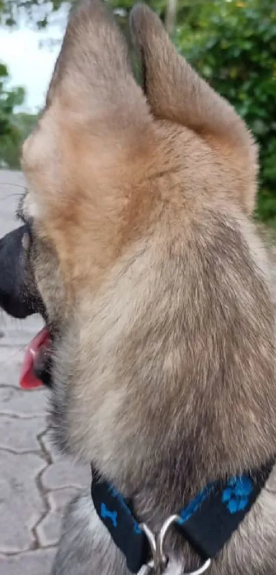 View of a puppy with a blue collar on a paved path.