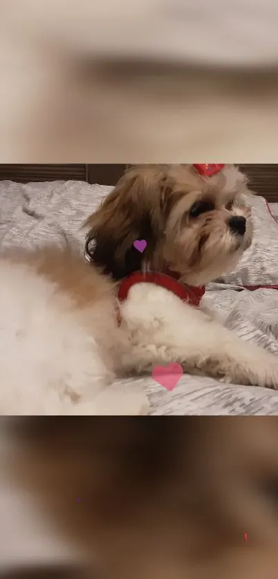 Adorable fluffy puppy relaxing on a cozy bed with heart decorations.