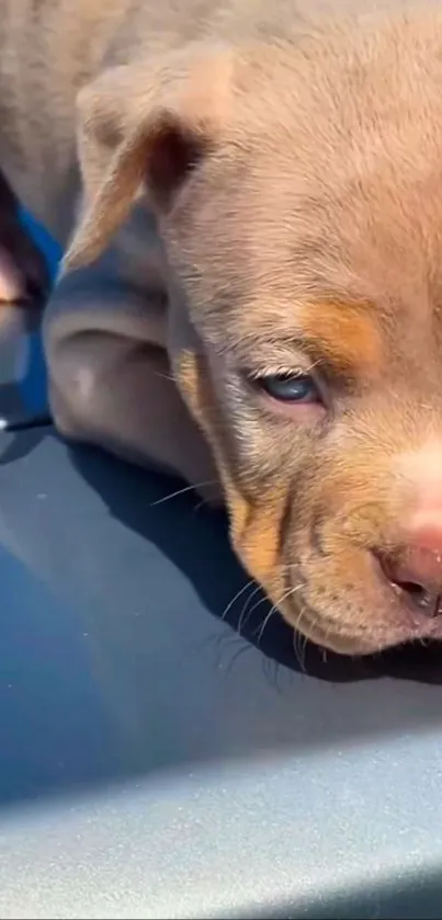 Cute light brown puppy on a blue shiny surface.