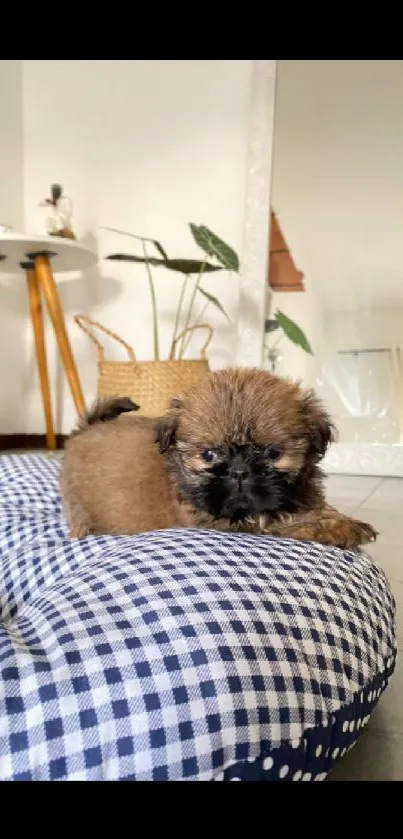 Adorable puppy on a blue checkered cushion in a cozy room.