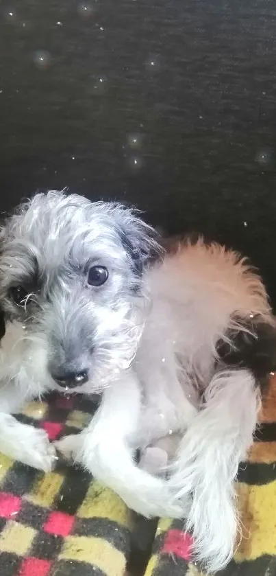 Adorable puppy on colorful checkered blanket with a sweet expression.