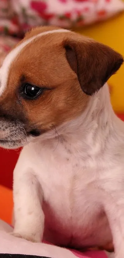 Adorable puppy sitting on colorful cushions in a lively background.