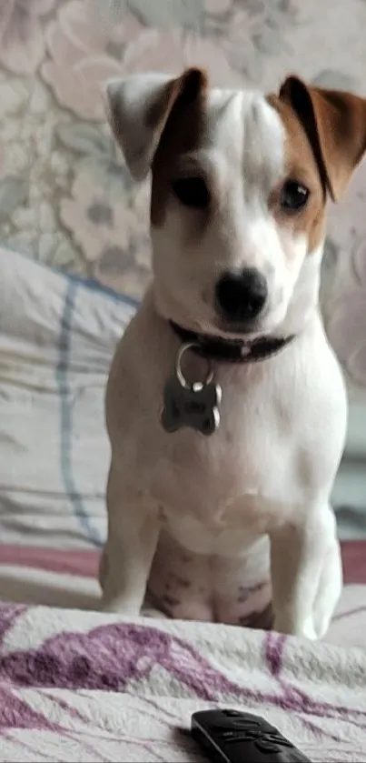 Adorable Jack Russell puppy on a cozy bed.