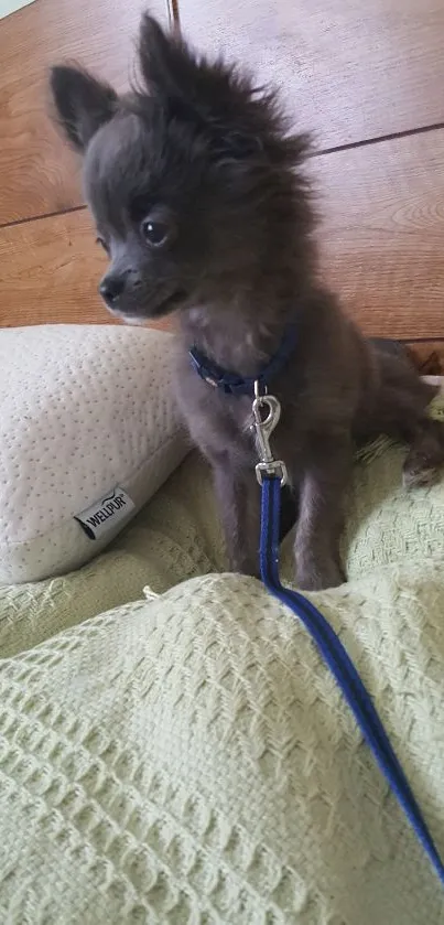 Adorable puppy sitting on a green textured bed.