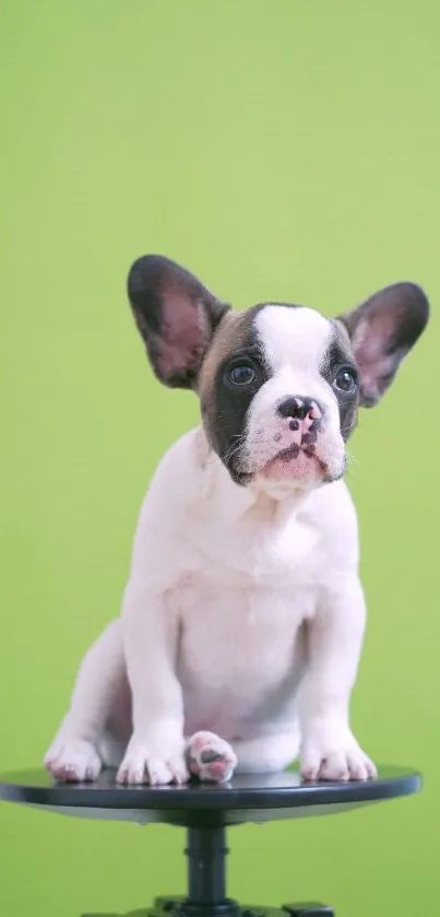 French Bulldog puppy sitting on a stool with green background.