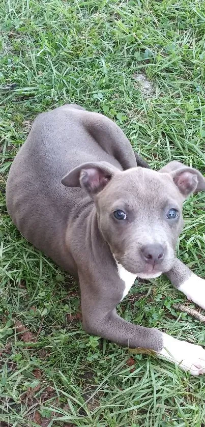 Adorable puppy resting on green grass, perfect for a wallpaper.