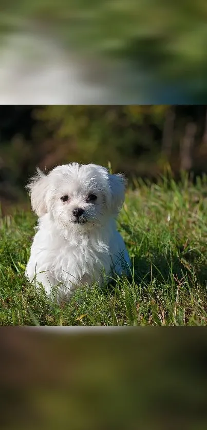 Fluffy white puppy on green grass outdoors.