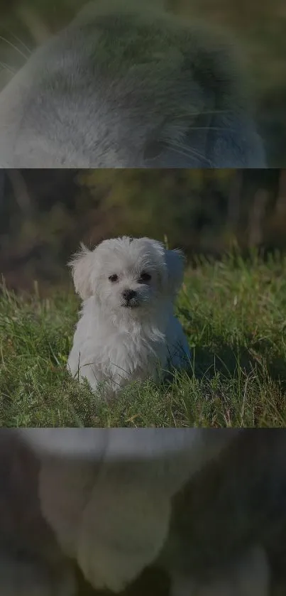 White puppy sitting on green grass with a blurred background.