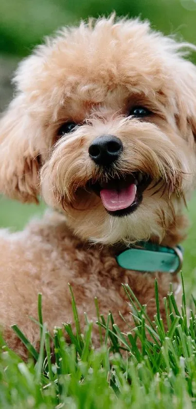 Adorable puppy lying on a green lawn, smiling happily.