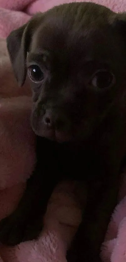 Adorable brown puppy lying on a pink, fluffy blanket.