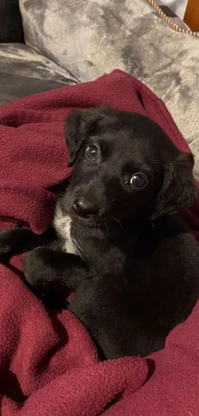 Adorable black puppy on a red blanket background.