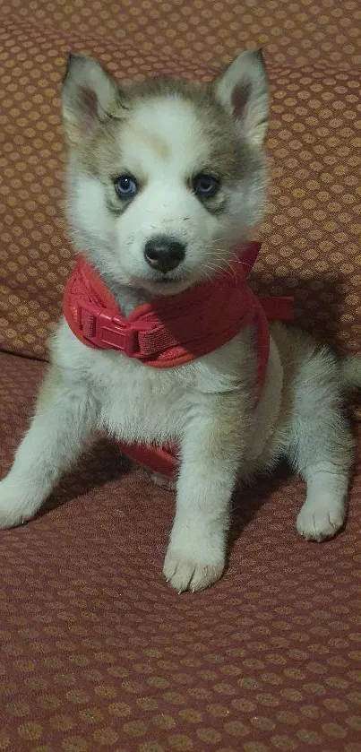 Cute husky puppy with blue eyes on red cushion.