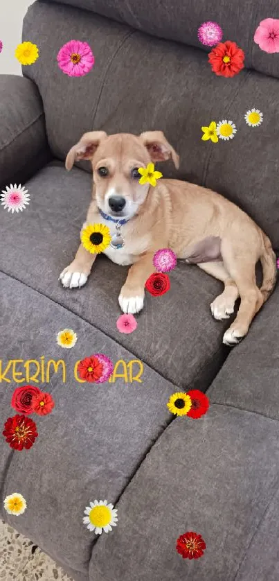 Cute puppy lounging on a grey sofa.