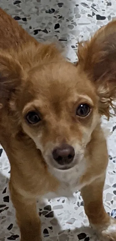 Cute brown dog with large ears on a speckled floor background.