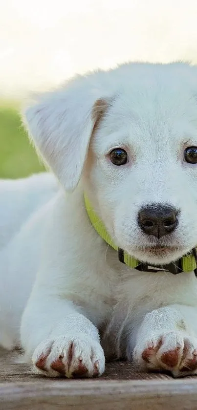 Adorable white puppy lying on a wooden deck with a blurry green background.