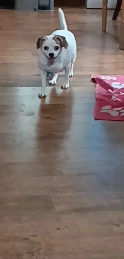 Adorable puppy standing on a wooden floor at home.