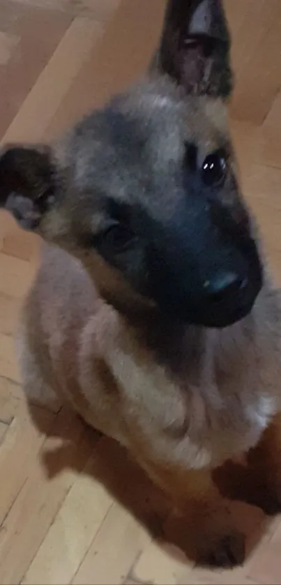 Adorable puppy sits on wooden floor, head tilted.