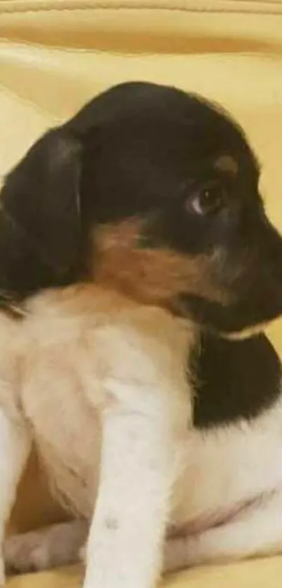 Adorable puppy sitting against a vibrant yellow background.