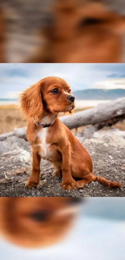 Adorable brown puppy on rocky landscape with blurred brown background.