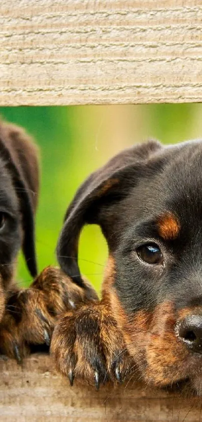 Two cute puppies peeking through a wooden fence, looking playful.