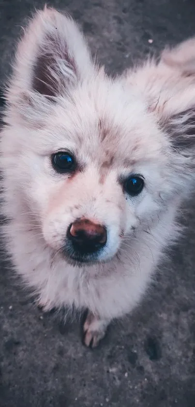 A cute fluffy puppy looking up with a gray background.