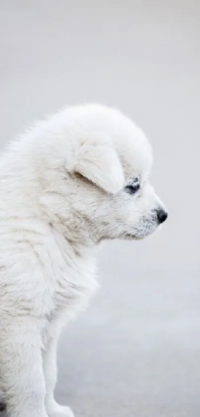 Fluffy white puppy sitting on a soft background.