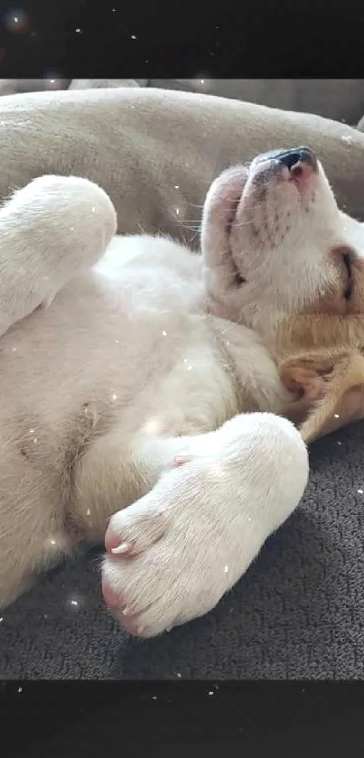 Peaceful sleeping puppy with closed eyes on a cozy blanket.