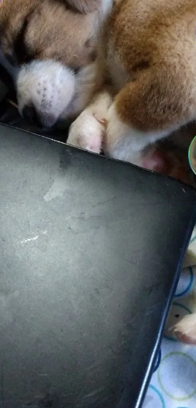 Adorable sleeping puppy with laptop and bubbles, cozy mobile wallpaper.