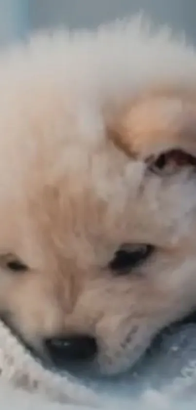 Adorable fluffy puppy snuggled in a soft beige blanket, looking cozy and serene.