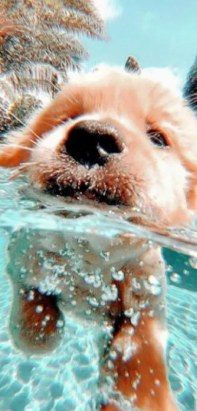 Cute puppy swimming in a clear pool on a sunny day.