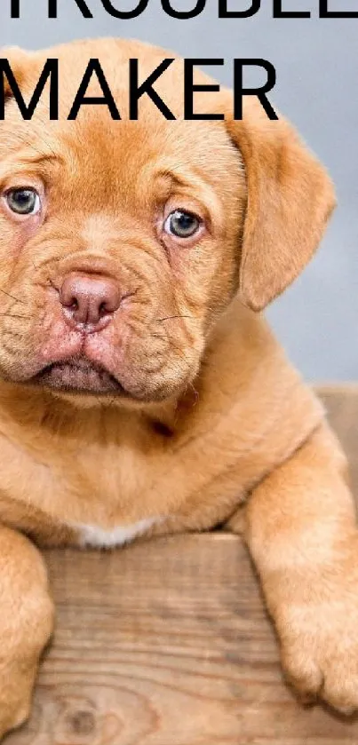 Cute puppy in a wooden box labeled 'trouble maker'.