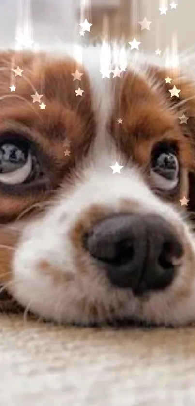 Close-up of a cute brown and white puppy with expressive eyes.