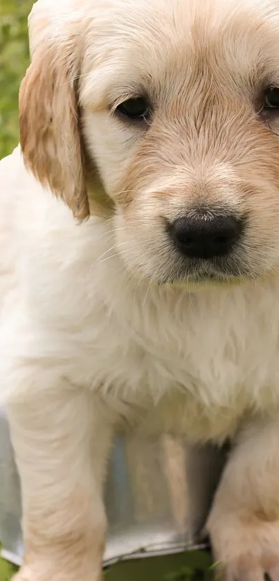 Adorable Golden Retriever puppy sitting outdoors.