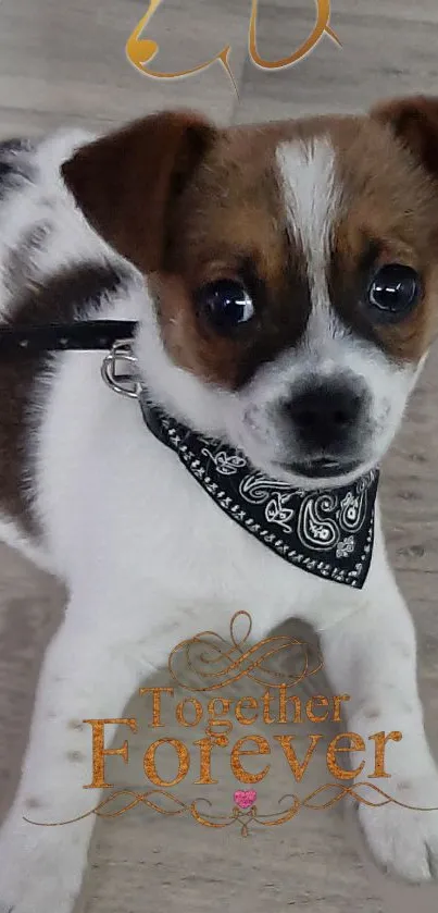 Adorable puppy wearing bandana with 'Together Forever' text.