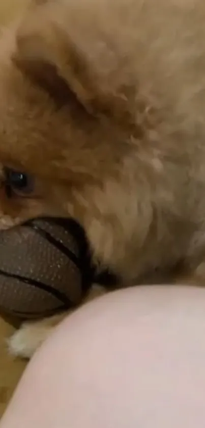 Fluffy puppy holding a small basketball in its mouth.