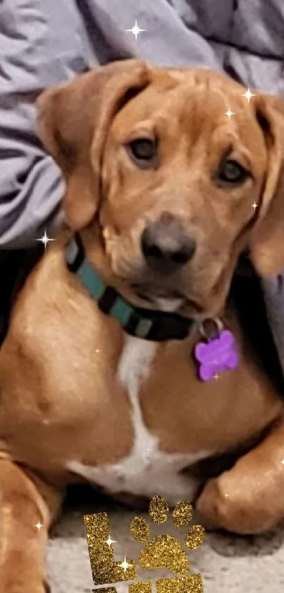 Adorable brown puppy lounging with 'LOVE' text accent.