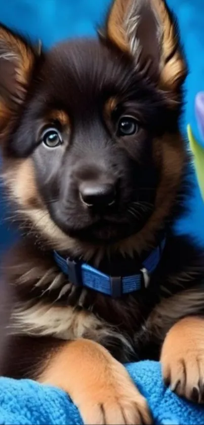 Cute black and brown puppy with blue collar and floral background.