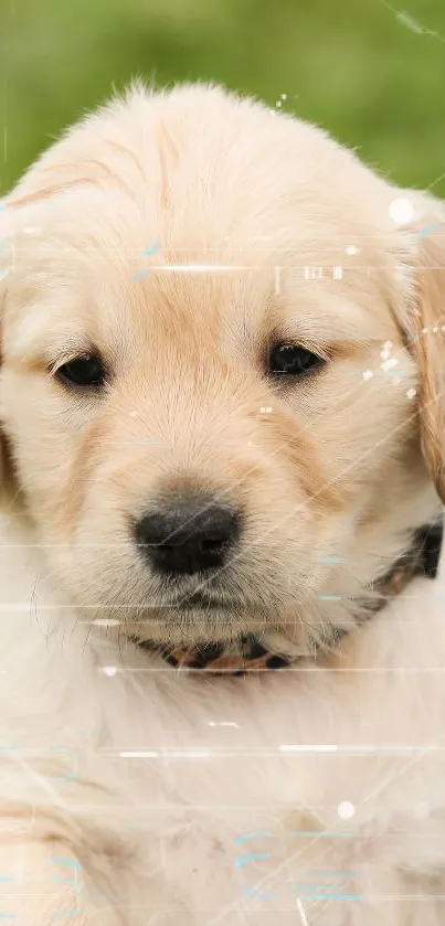 Cute Golden Retriever puppy with digital overlay on green background.