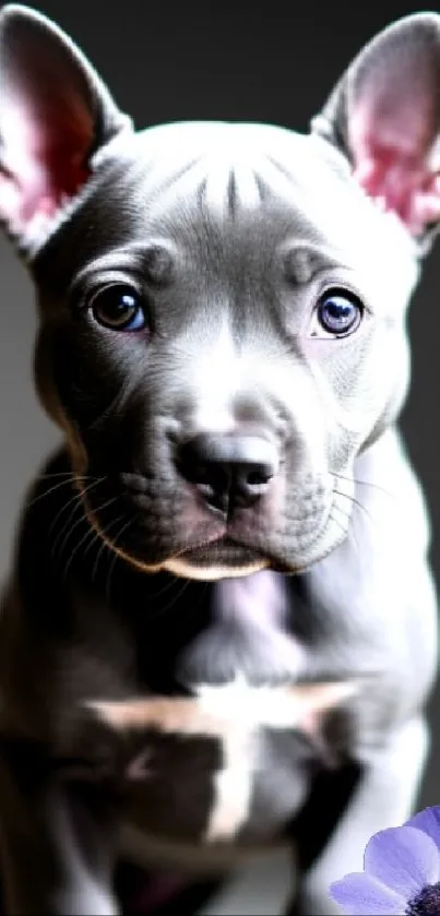 Adorable gray puppy with a purple flower on a mobile wallpaper.