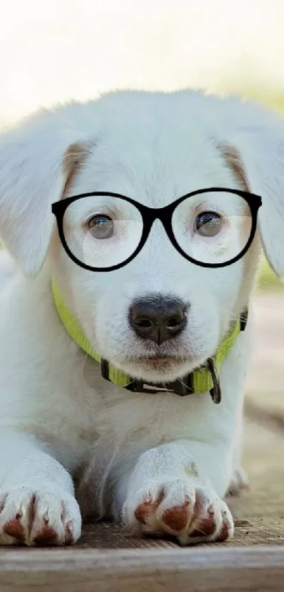 Cute white puppy wearing glasses on wooden planks outdoors.