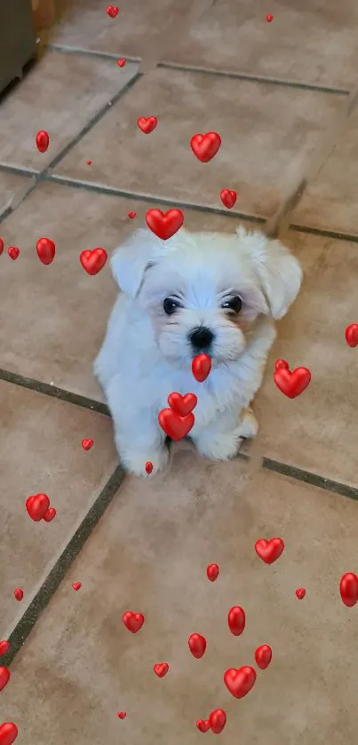 Cute white puppy with red heart overlay on tiled floor.