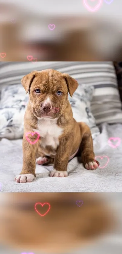 Cute brown puppy sitting with pink heart overlay, perfect for wallpapers.