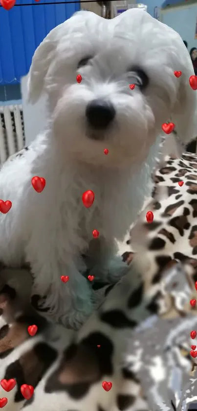 Cute white puppy on leopard blanket with red hearts.